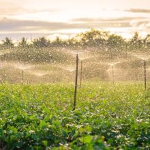 imgi_167_water-sprinkler-system-working-green-vegetable-garden-sunset_29505-482